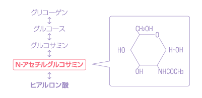 N-アセチルグルコサミンとは？