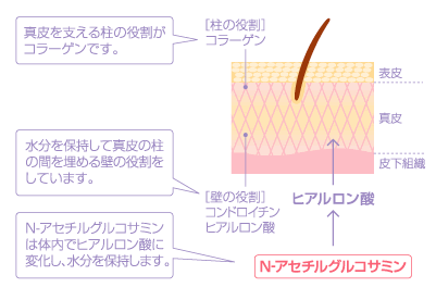 N アセチルグルコサミンとは